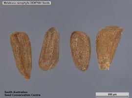   Seeds:   Melaleuca nanophylla ; Photo by South Australian Seed Conservation Centre, used with permission
